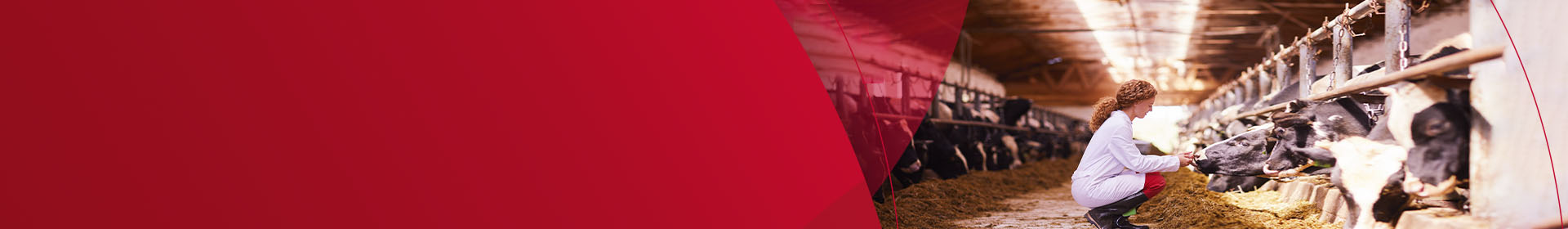 Banner Topo